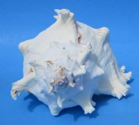 9 inches Giant Murex Ramosus Shells <font color=red> Wholesale</font> - 12 @ $14.00 <font color=red> These are measured straight across and then down to the tip of the shell</font> 