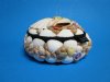 5 inches Round Shell Box Lined with Black Felt and Covered with Beautiful Tiny Seashells - $8.99 each