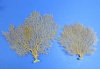 10 to 12-3/4 inches <font color=red> Wholesale</font> Real Sun Dried Red Sea Fan Corals for Sale in Bulk - Case of 15 @ $6.40 each