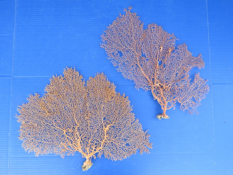 13 to 15 inches Dried Red Sea Fan Coral for Sale in a variety of shapes