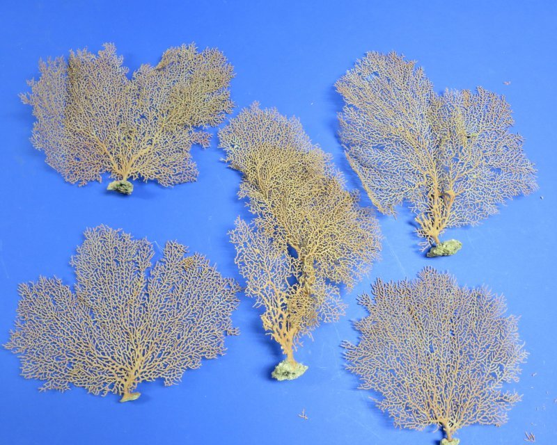 13 to 15 inches Dried Red Sea Fan Coral for Sale in a variety of shapes