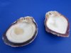 6 to 6-7/8 inches <font color=red> Wholesale </FONT> Halves of Rock Scallop Shells in Bulk - Case of 14 @ $6.85 each