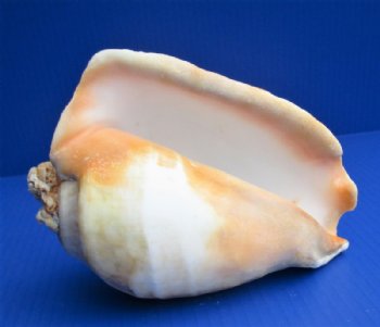 7 to 8-1/2 inches Eastern Pacific Giant Conch Shell <font color=red> Wholesale</font> -  8 @ $12.80 each