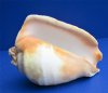 7 to 8-1/2 inches Eastern Pacific Giant Conch Shells for Sale, Titanostrombus galeatus - Pack of 1 @ $21.50 each; Pack of 3 @ $17.20 each; 