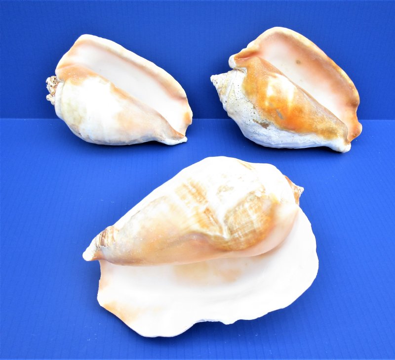 Extremely Rare 14-16cm Natural Large Conch Shells, Floor