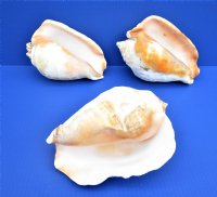 7 to 8-1/2 inches Eastern Pacific Giant Conch Shell <font color=red> Wholesale</font> -  8 @ $12.80 each