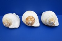 7 to 8-1/2 inches Eastern Pacific Giant Conch Shell, Titanostrombus galeatus - $19.20