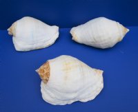 7 to 8-1/2 inches Eastern Pacific Giant Conch Shell <font color=red> Wholesale</font> -  8 @ $12.80 each