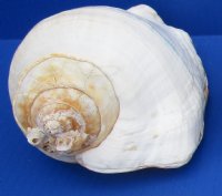 7 to 8-1/2 inches Eastern Pacific Giant Conch Shell <font color=red> Wholesale</font> -  8 @ $12.80 each