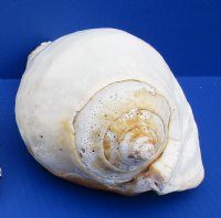 7 to 8-1/2 inches Eastern Pacific Giant Conch Shell, Titanostrombus galeatus - $19.20