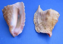 Rooster Tail Conch Shells, Aliger gallus, 5 to 6 inches - 2 @ $9.60 each