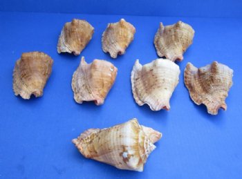 Rooster Tail Conch Shells, Aliger gallus, 5 to 6 inches - 2 @ $9.60 each