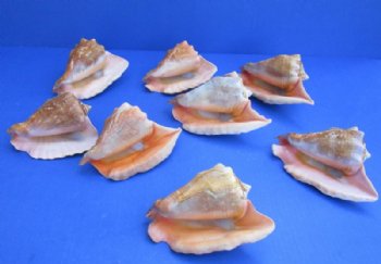 Rooster Tail Conch Shells, Aliger gallus, 5 to 6 inches - 2 @ $9.60 each