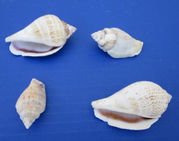 Strombus Gibrallus Conch Shells, Humpbacked Conch, 1-1/2 to 2-1/2 inches - $4.00 a kilo; 3 or more @ $3.20 a kilo