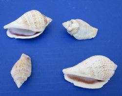 Strombus Gibrallus Conch Shells, Humpbacked Conch, 1-1/2 to 2-1/2 inches - $4.00 a kilo; 3 or more @ $3.20 a kilo