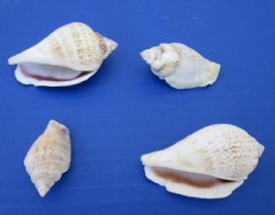Strombus Gibrallus Humpbacked Conch Shells in Bulk 1-1/2 to 2-1/2 inches - Case: 15 kilos @ $2.70 a kilo