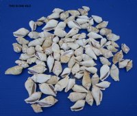 Strombus Gibrallus Humpbacked Conch Shells in Bulk 1-1/2 to 2-1/2 inches - Case: 15 kilos @ $2.70 a kilo