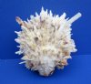 4-3/4 to 5-3/4 inches  Spondylus Leucacanthus Spiny Oyster Shells for Sale, Thorny Oysters - Pack of 3 @ $22.00 each