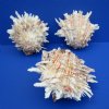 4-3/4 to 5-3/4 inches <font color=red> Wholesale</font> Spondylus Leucacanthus Spiny Oyster Shells, Thorny Oysters - Case of 7 @ $13.75 each