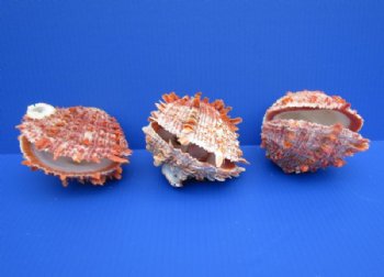 Spiny Oyster Shell, 4 to 4-3/4 inches,  Spondylus Princeps -  $26.80 each