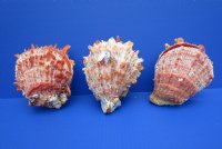 Spiny Oyster Shell, 4 to 4-3/4 inches,  Spondylus Princeps -  $26.80 each