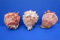 4 to 43/4 inches Spiny Oyster Shells <font color=red> Wholesale</font> Spondylus Princeps - 6 @ $14.75 each