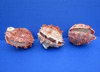 4 to 43/4 inches Spiny Oyster Shells <font color=red> Wholesale</font> Spondylus Princeps - 6 @ $14.75 each