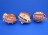 4 to 43/4 inches <FONT COLOR=RED> Wholesale</FONT> Spiny Oyster Shells, for Sale, Spondylus Princeps - Pack of 6 @ $14.75 each