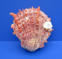 4 to 43/4 inches Spiny Oyster Shells <font color=red> Wholesale</font> Spondylus Princeps - 6 @ $14.75 each