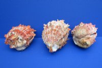 4 to 43/4 inches Spiny Oyster Shells <font color=red> Wholesale</font> Spondylus Princeps - 6 @ $14.75 each