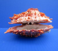 4 to 43/4 inches Spiny Oyster Shells <font color=red> Wholesale</font> Spondylus Princeps - 6 @ $14.75 each