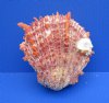 4-3/4 to 5-3/4 inches <FONT COLOR=RED>Wholesale </FONT> Spondylus Princeps Spiny Oyster Shells, Thorny Oyster Shells for Sale -  Case of 5 @ $21.50 each