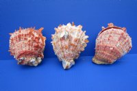4-3/4 to 5-3/4 inches Spondylus Princeps Spiny Oyster Shell, Thorny Oyster Shell - $34.40 each