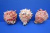 6 to 6-3/4 inches<font color=red> Wholesale</font> Large Spondylus Princeps Spiny Oyster Shells for Sale  - Case of 4 @ $33.25 each