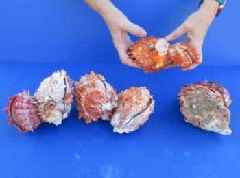 Double Spiny Oyster Shell Pairs <font color=red> Wholesale</font> (6"-9")  Spondylus Princeps - 2 @ $59 a pair; 3 @ $53 a pair