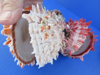Double Spiny Oyster Shell Pairs <font color=red> Wholesale</font> (6"-9")  Spondylus Princeps - 2 @ $59 a pair; 3 @ $53 a pair