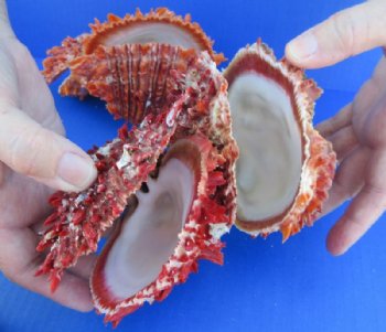 Double Spiny Oyster Shell Pairs <font color=red> Wholesale</font> (6"-9")  Spondylus Princeps - 2 @ $59 a pair; 3 @ $53 a pair