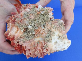 Double Spiny Oyster Shell Pairs <font color=red> Wholesale</font> (6"-9")  Spondylus Princeps - 2 @ $59 a pair; 3 @ $53 a pair