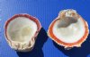 4-1/2 to 6 inches <font color=red> Wholesale</font> Halves of Spiny Oyster Spondylus Princeps Shells for Sale in Bulk - Case of 18 @ $5.75 each