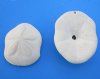 3 to 4-1/2 inches Florida Sea Biscuits for Sale, a Fat Sea Biscuit found in Shallow Waters in the Atlantic Ocean - Pack of 6 @ $3.40 each