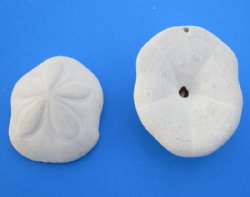 3 to 4 inches Real Atlantic Sea Biscuits - 24 @ 3.38 each