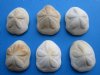 3 to 4-1/2 inches <font color=red> Wholesale</font> Atlantic Sea Biscuits for Sale in Bulk (with brownish discoloration on some shells) Case of 100 @  $1.20 each