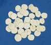 1 to 2 inches Sea Cookies for Sale in Bulk, Baby Sea Biscuits for Sale - Pack of 100 @ .20 each; Pack of 500 @ .13 each