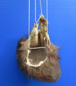 Buffalo Scrotums