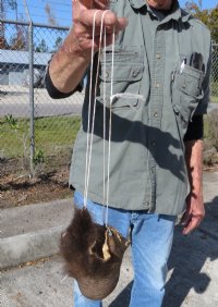 Hard Tanned Buffalo Scrotums, Buffalo Nut Sack <font color=red> Wholesale</font> 4 @ $36 each