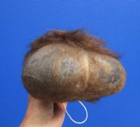 Hard Tanned Buffalo Scrotums, Buffalo Nut Sack <font color=red> Wholesale</font> 4 @ $36 each