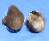 Hard Tanned Buffalo Scrotums, Buffalo Nut Sack <font color=red> Wholesale</font> 4 @ $36 each