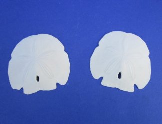 Sand Dollars