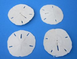 3-1/2 to 3-7/8 inches Florida Round Sand Dollars <font color=red> Wholesale</font> - 180 @ .65 each (LOCAL PICK UP ONLY - NO SHIPPING)