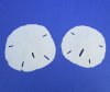 3 to 3-1/2 inches Florida Round Sand Dollars - Bag of 30 @ $1.00 each (We do not replace broken sand dollars)